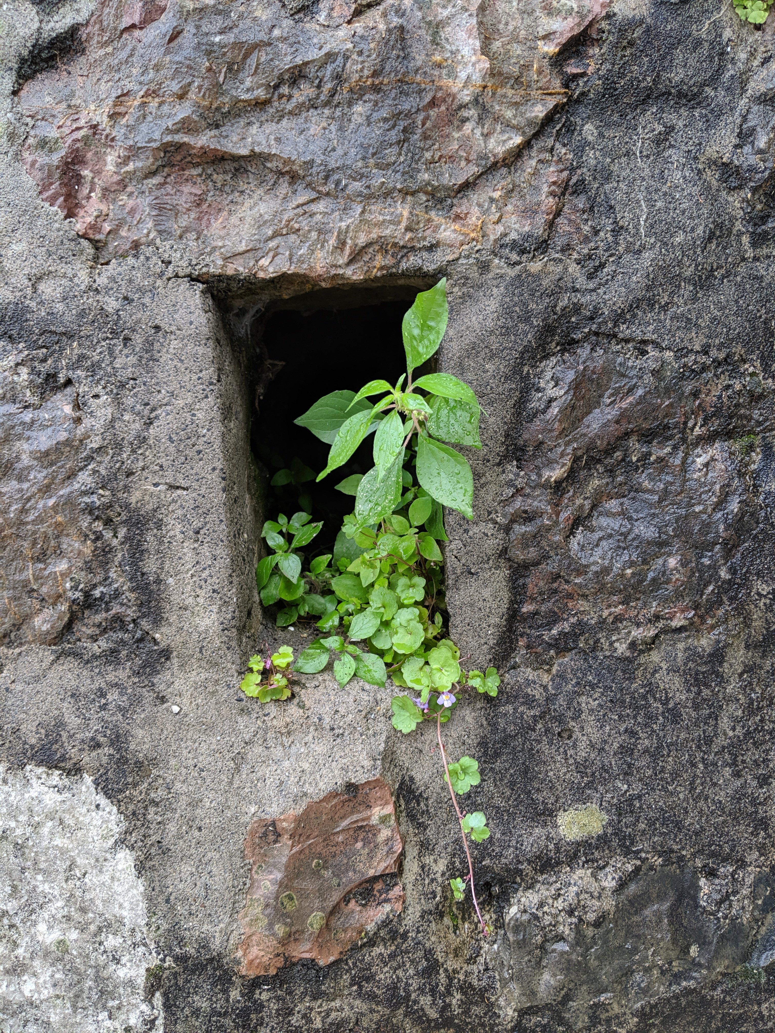 Sunday, May 26: Day 34 – Grow Where You’re Planted