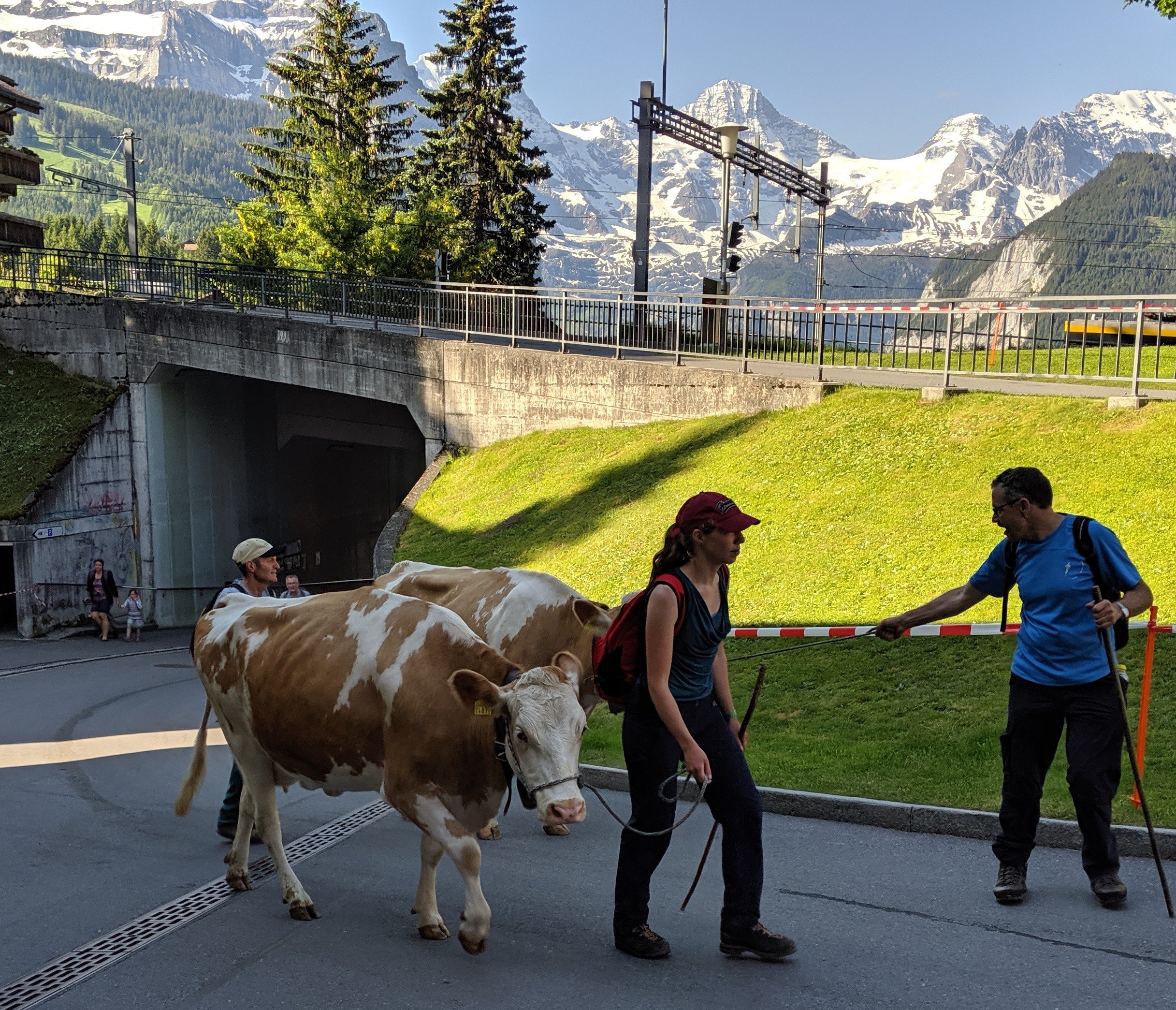 Tuesday, June 18: Day 57 – Walking With the Cows