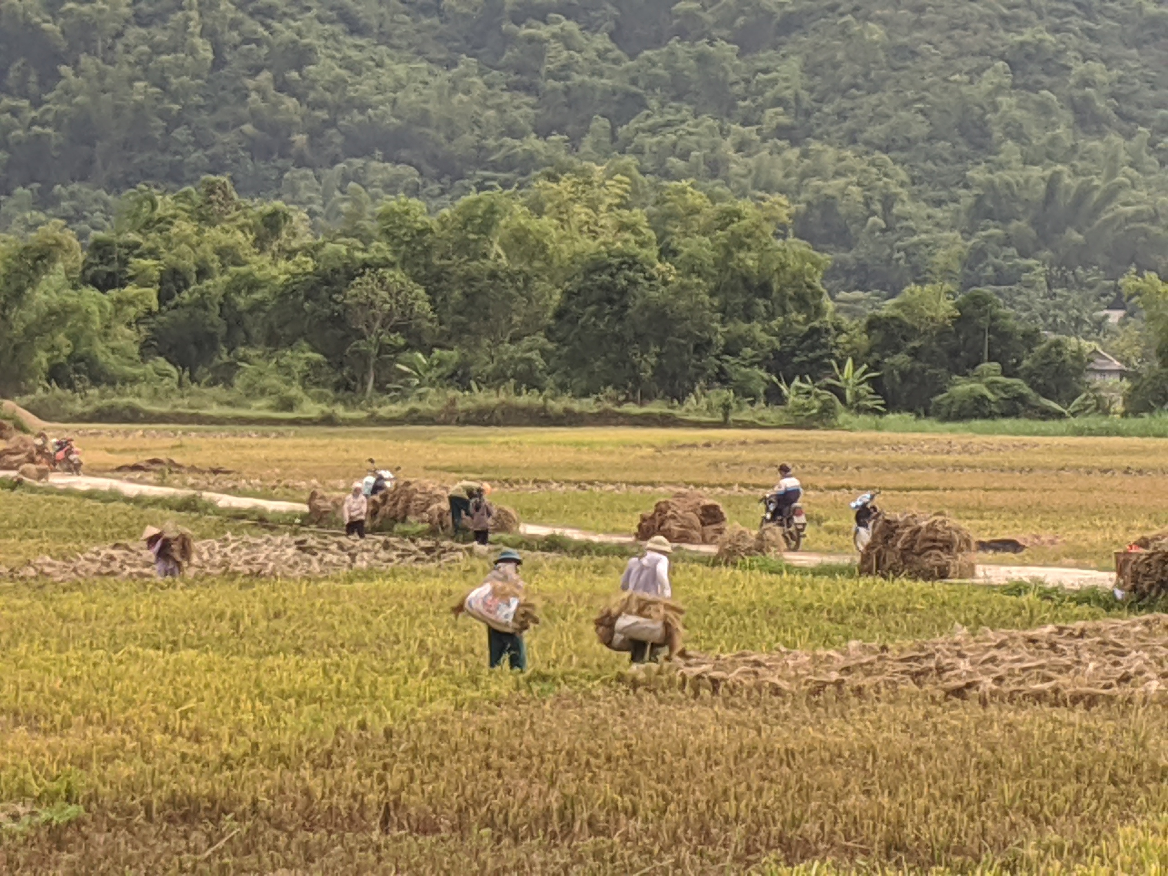 Saturday, October 19: Day 180 – Rice Fields
