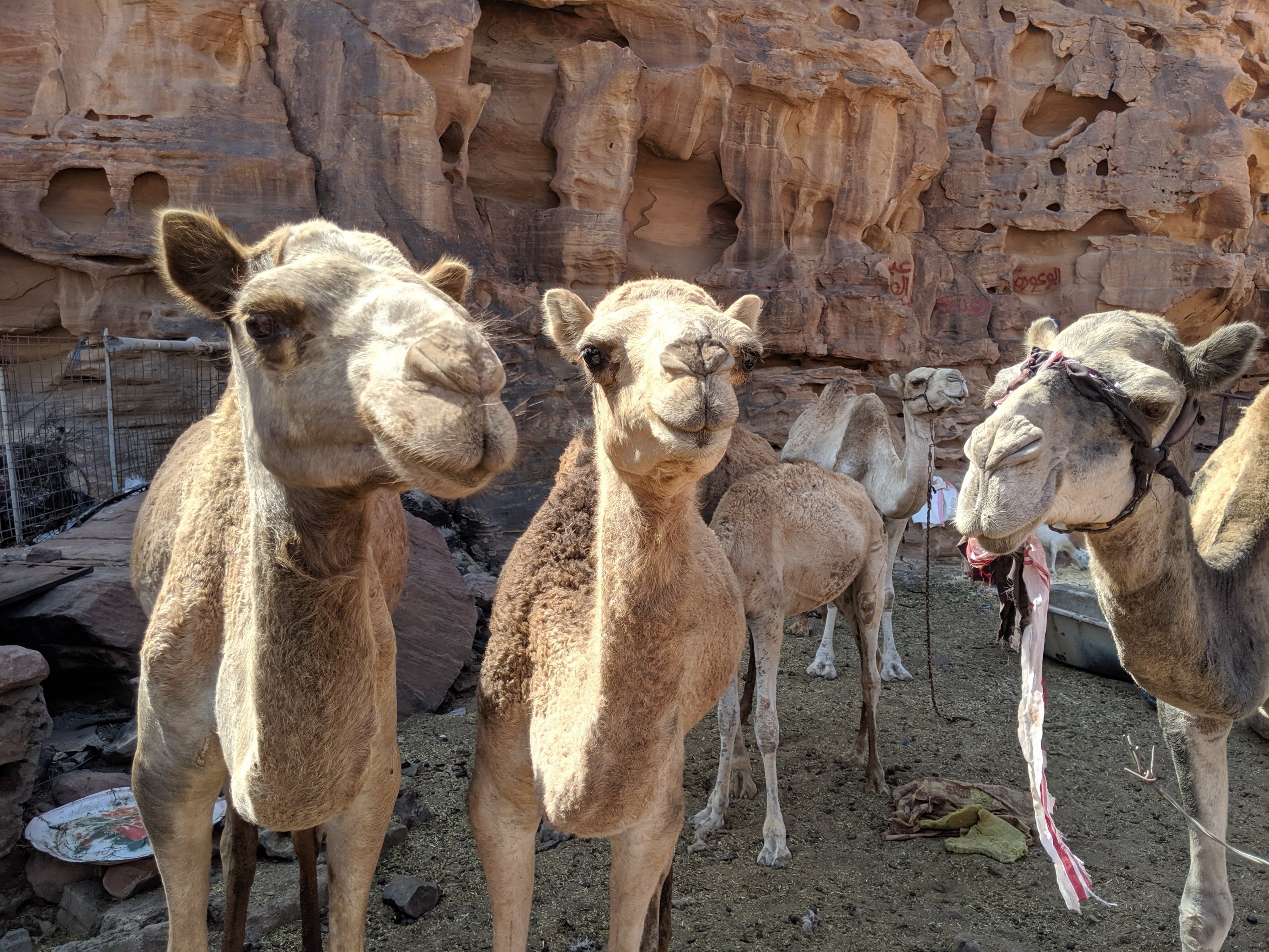 Friday, October 11: Day 172 – I’d Walk a Mile With a Camel