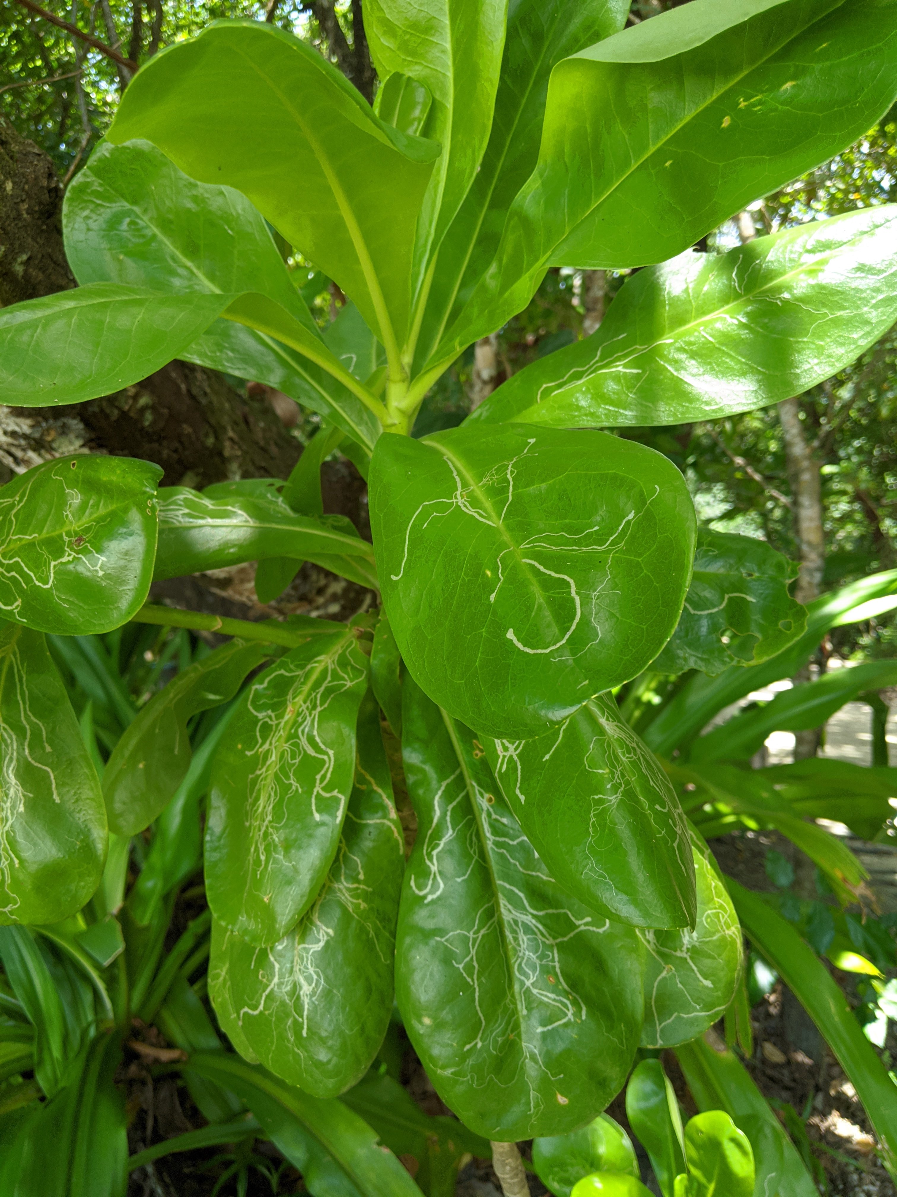 Saturday, March 14: Day 327 – Where The Rainforest Meets the Reef