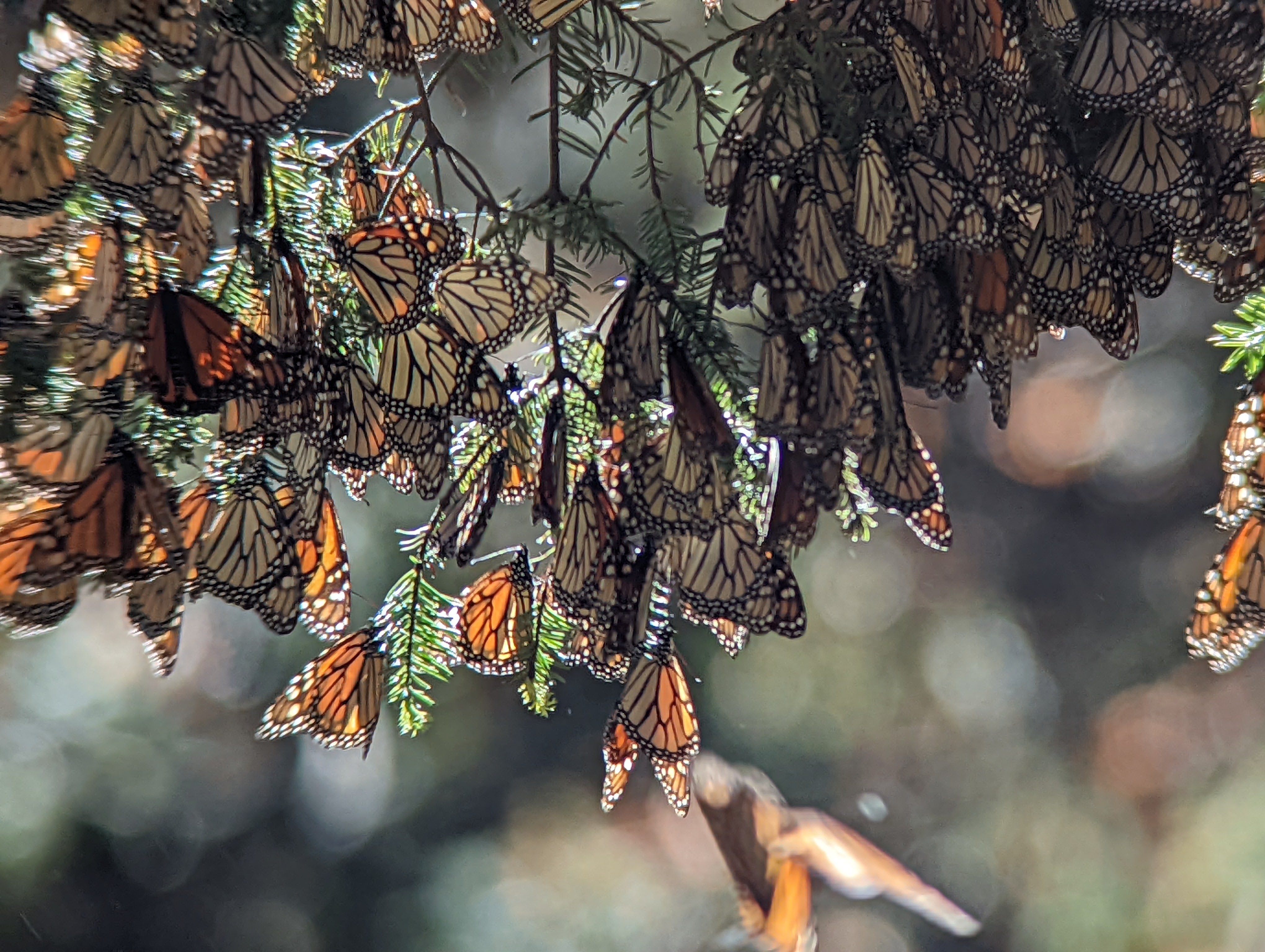 Anatomy of a Butterfly: Marzo 1, 2022