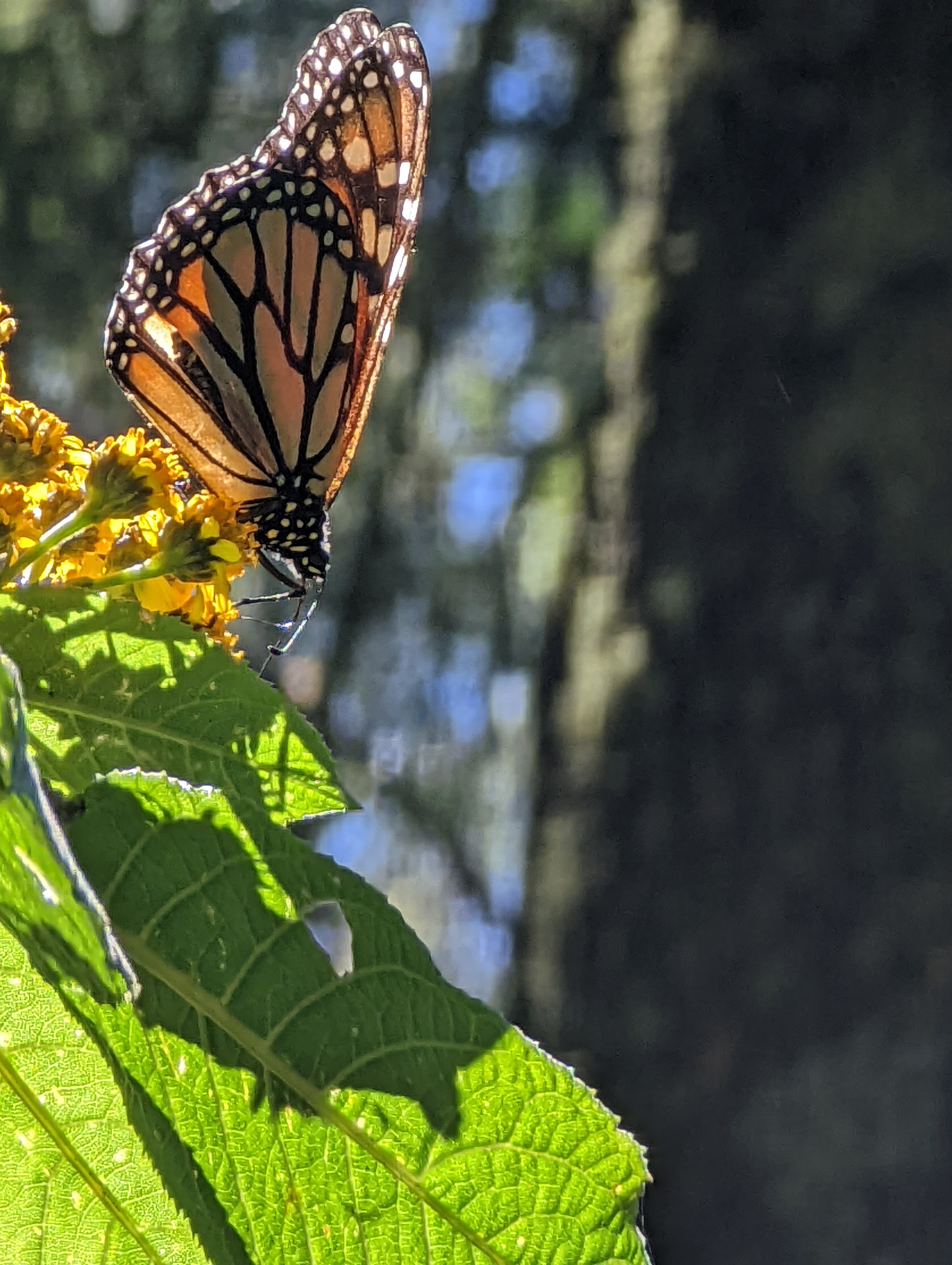 Getting to the Oyamel Forest: Marzo 2, 2022 Wednesday