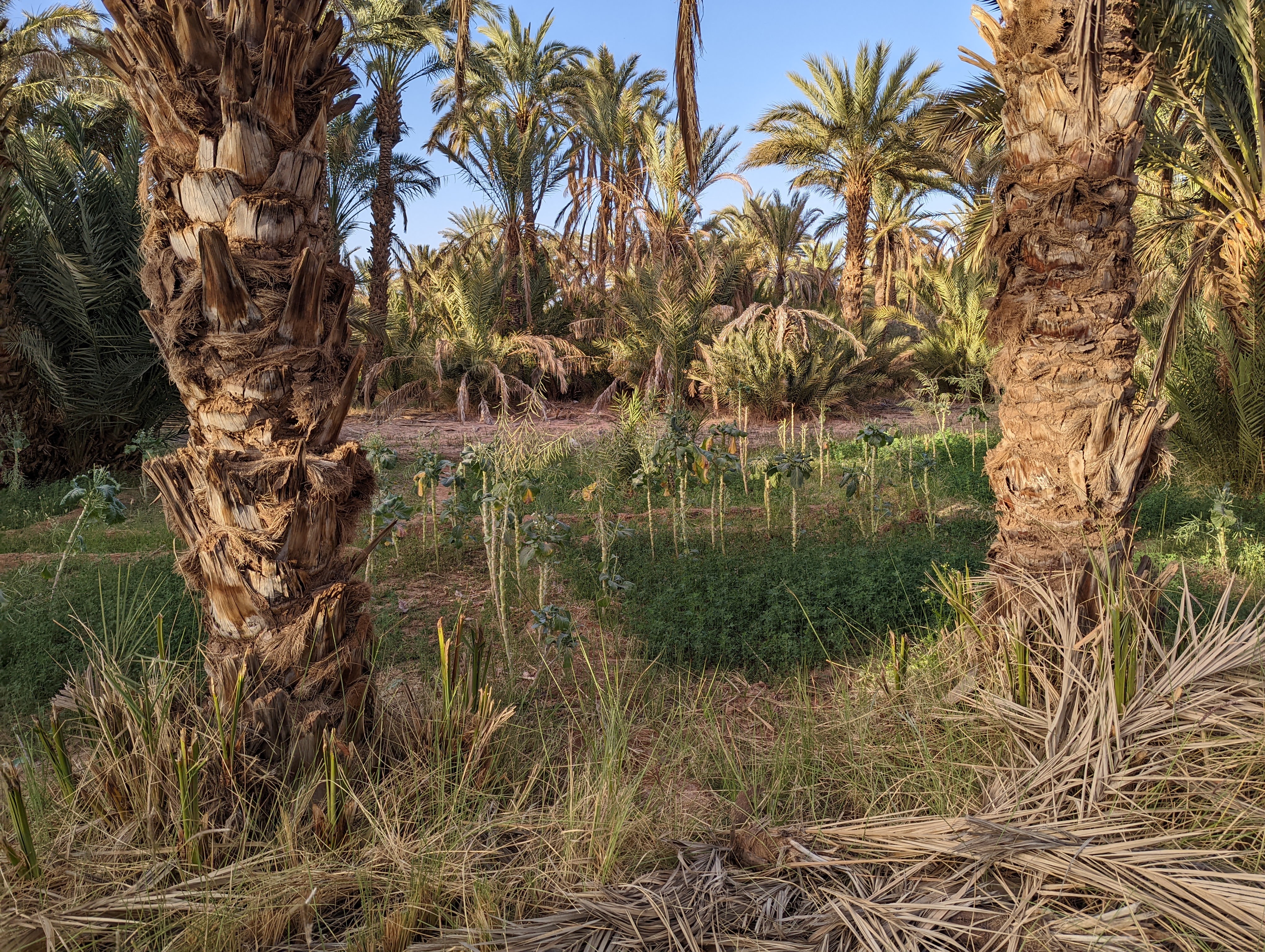 Day 11: Sunday, April 10, 2022 – Palm Sunday