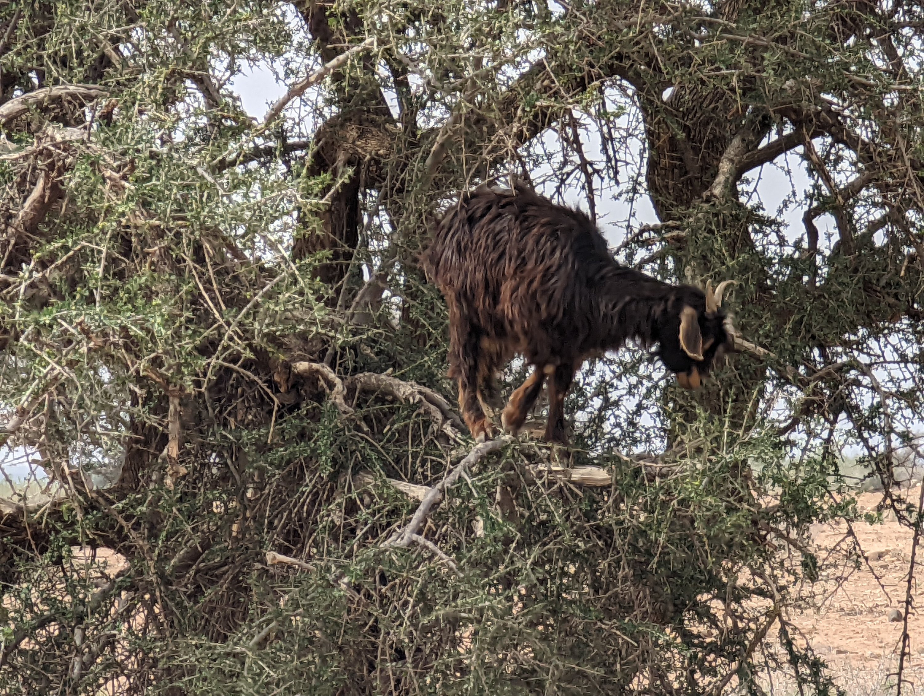 Day 12: Monday, April 11, 2022 – Saffron and Argan