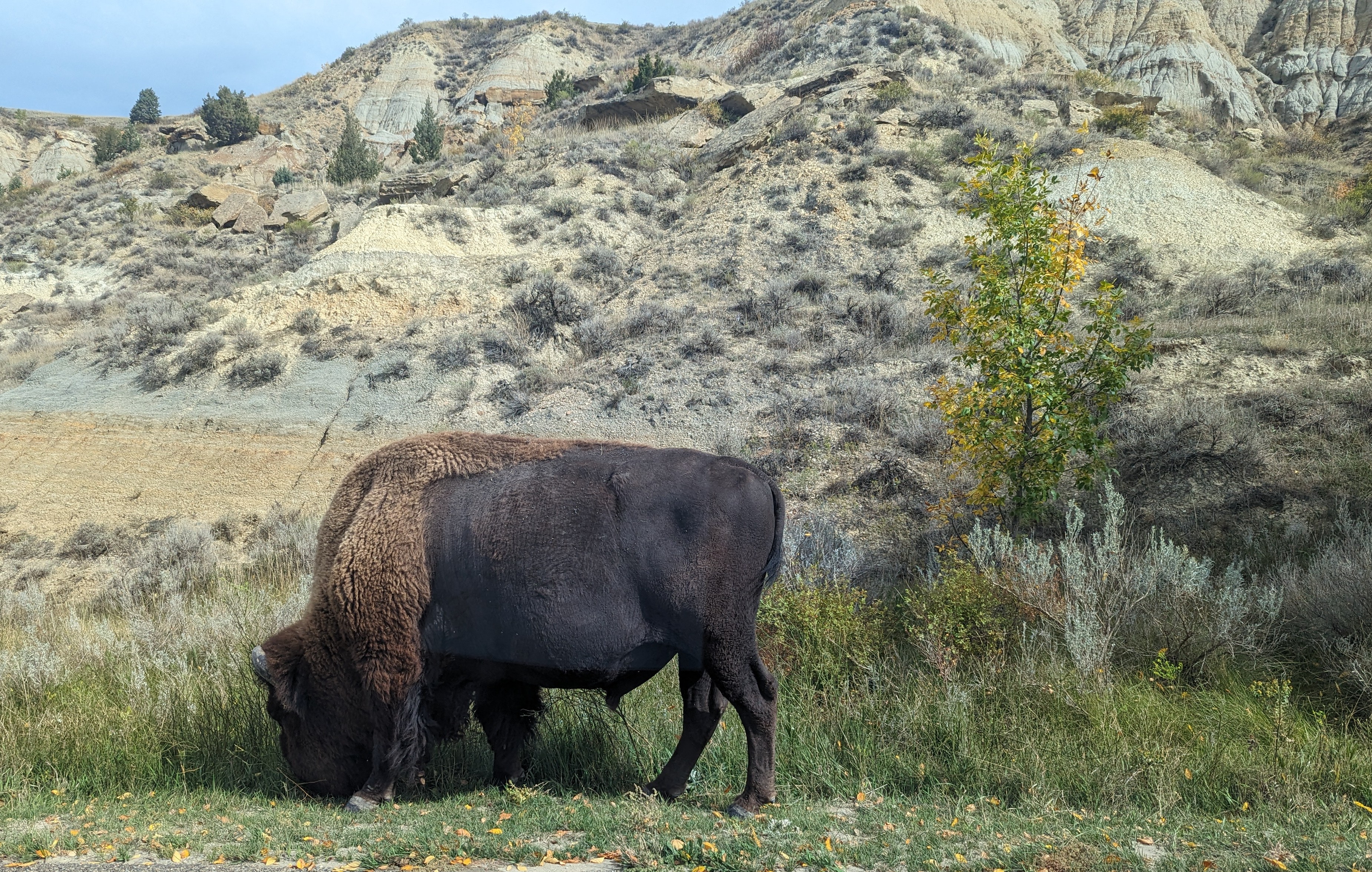 September 24, 2023: Hail to the Buffaloes