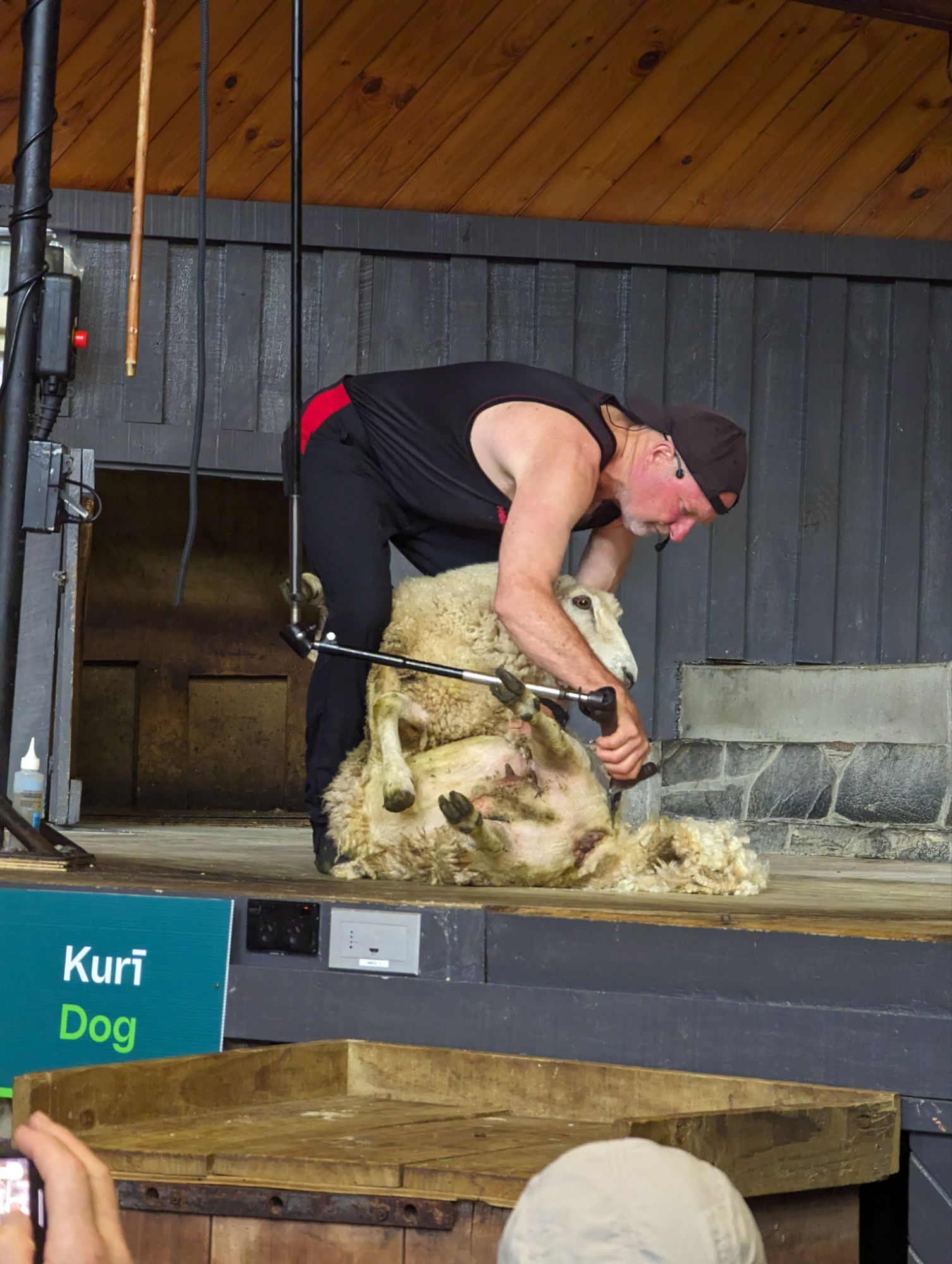 Tuesday, January 16, 2024: Day 344 – Sheep and Maori