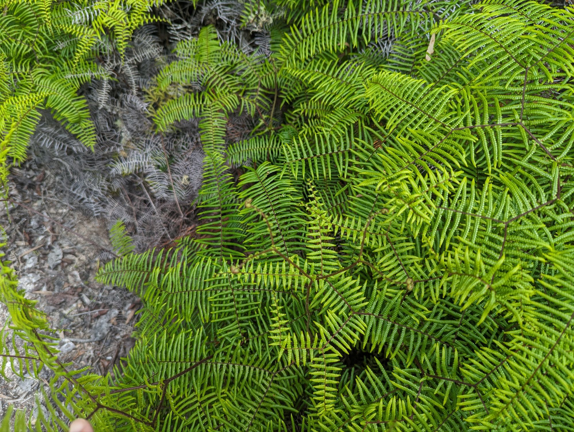 Wednesday, January 17, 2024: Day 345 – Steamy