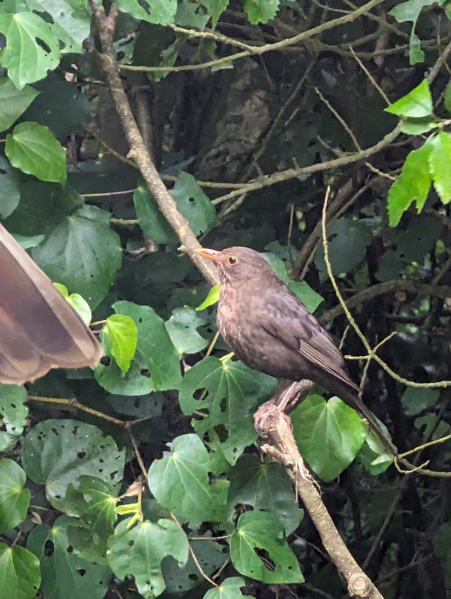 Monday, January 29, 2024: Day 357 – Zealandia