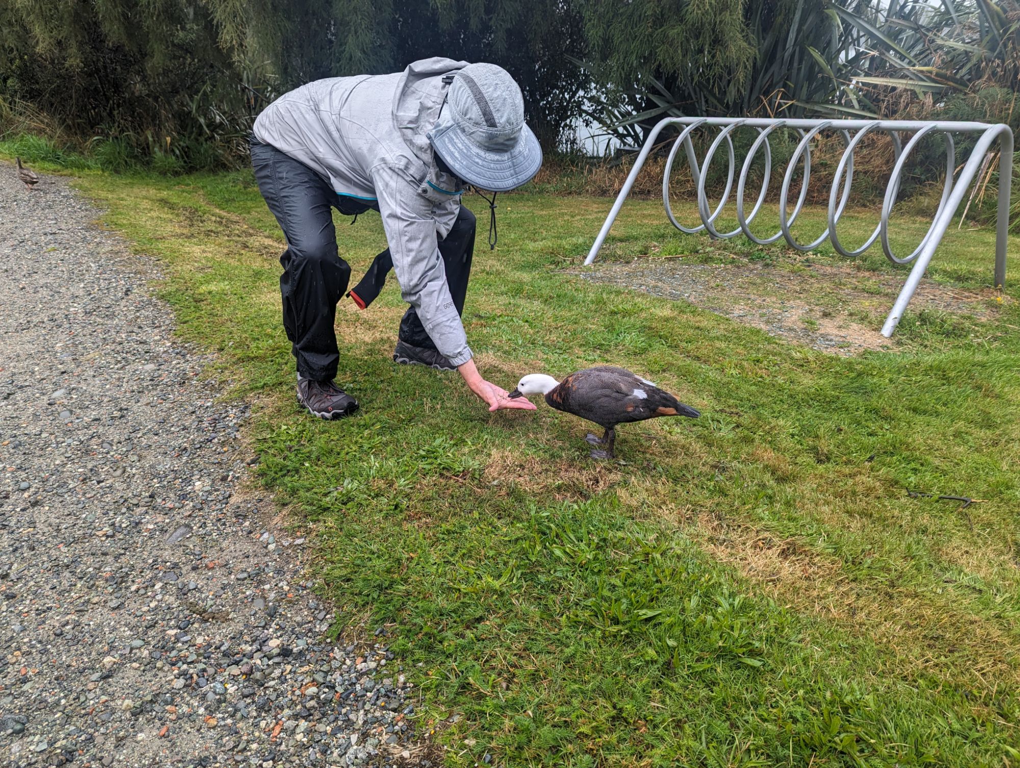 Thursday, February 15, 2024: Day 374 – Deer Wars