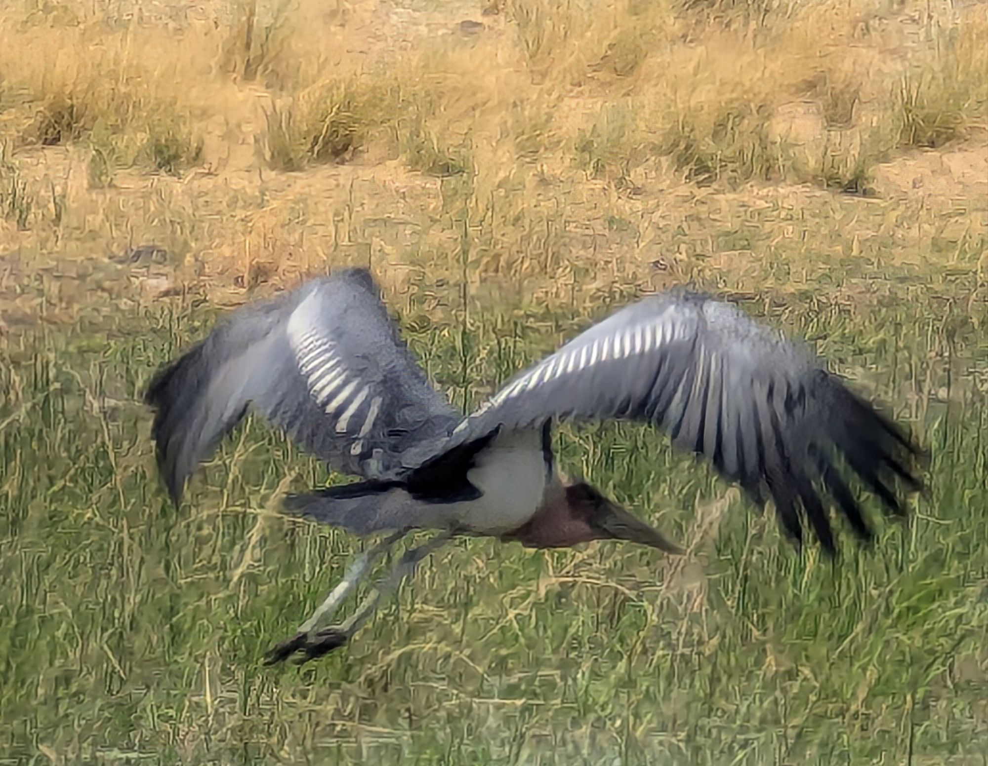 Wednesday, September 18, 2024: Flowers and Birds in Africa