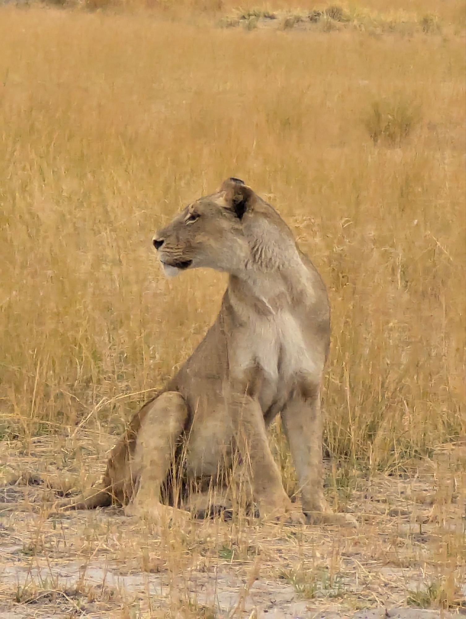 Monday, September 23, 2024: Lions, Cape Buffaloes, and Leopards