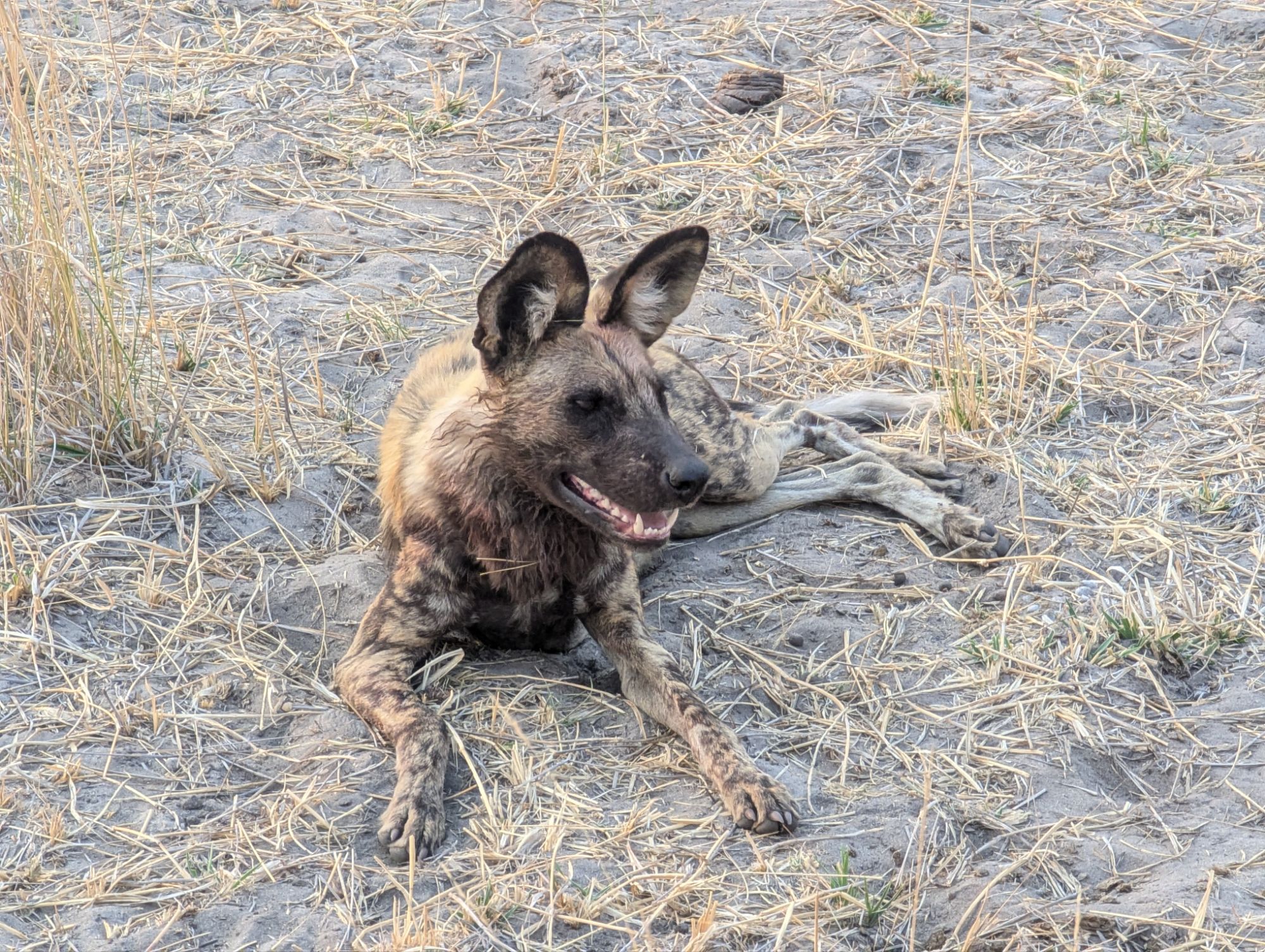 Sunday, September 22, 2024: Wild Dogs, Hyenas, and Jackals