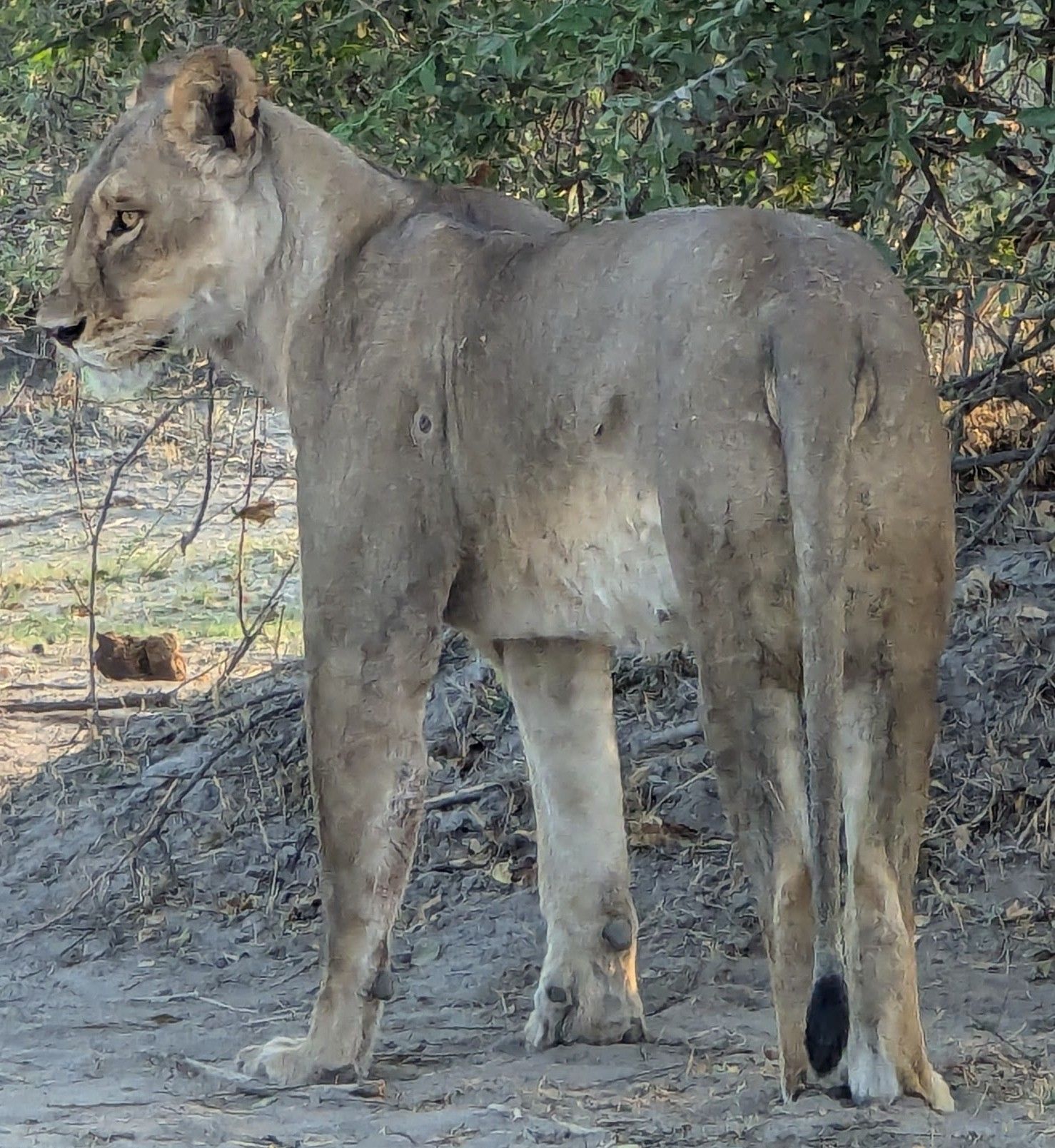 Friday, October 4, 2024: “Buttswana”