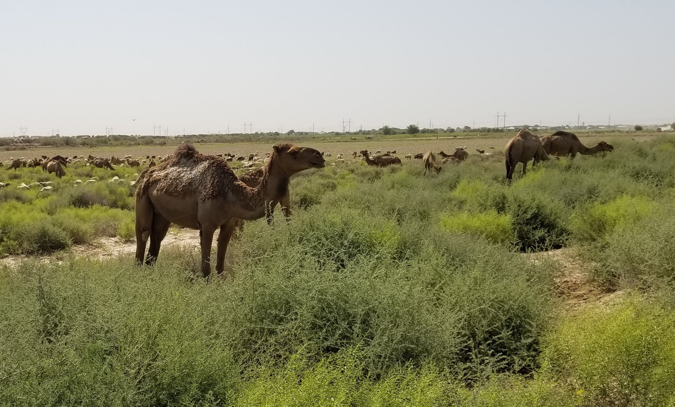 June 5, 2018 – Day 3 – Into the Desert