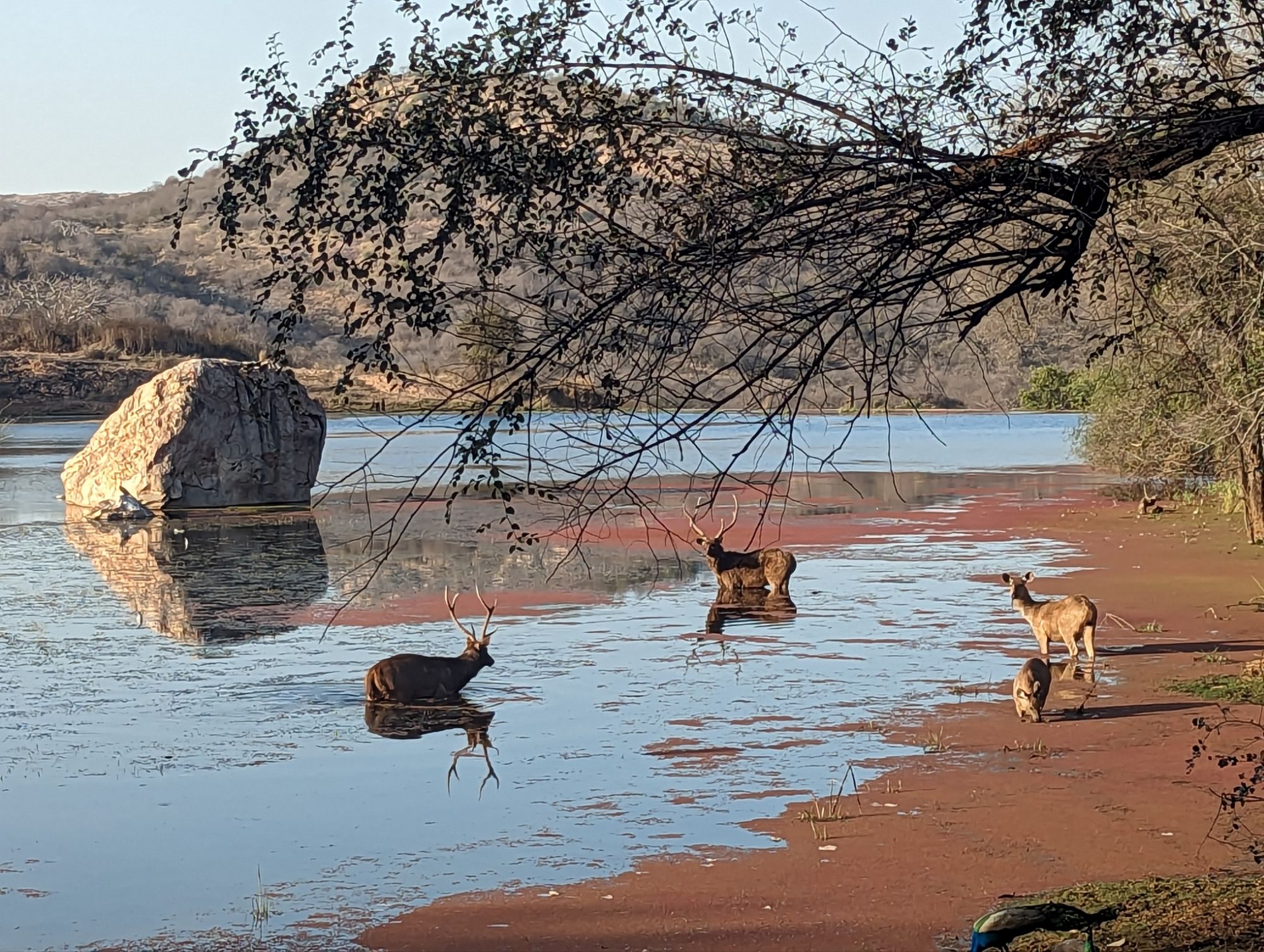 February 12, 2023 – Day 10 – 2023 – On Safari