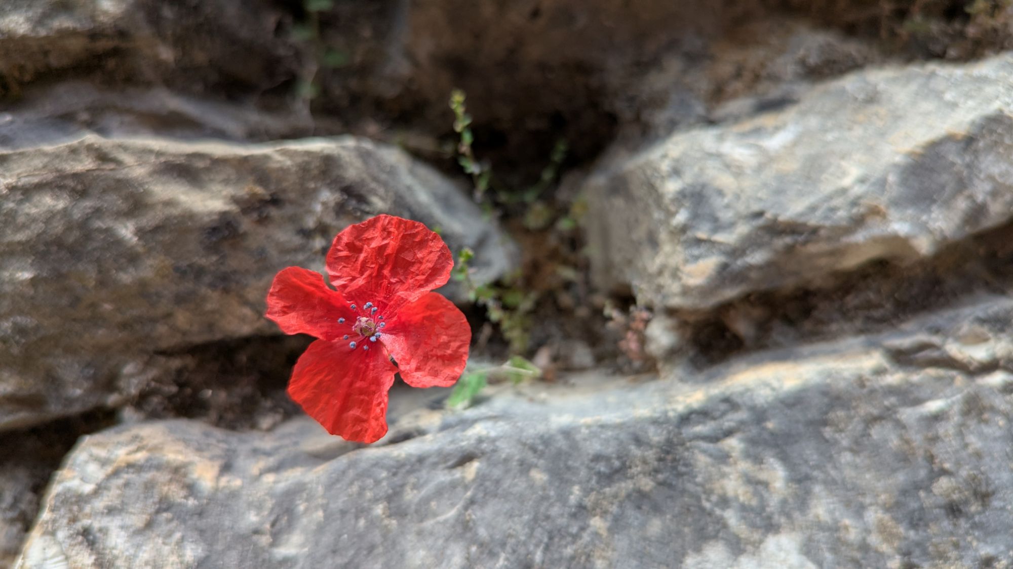 May 23, 2025: National Poppy Day