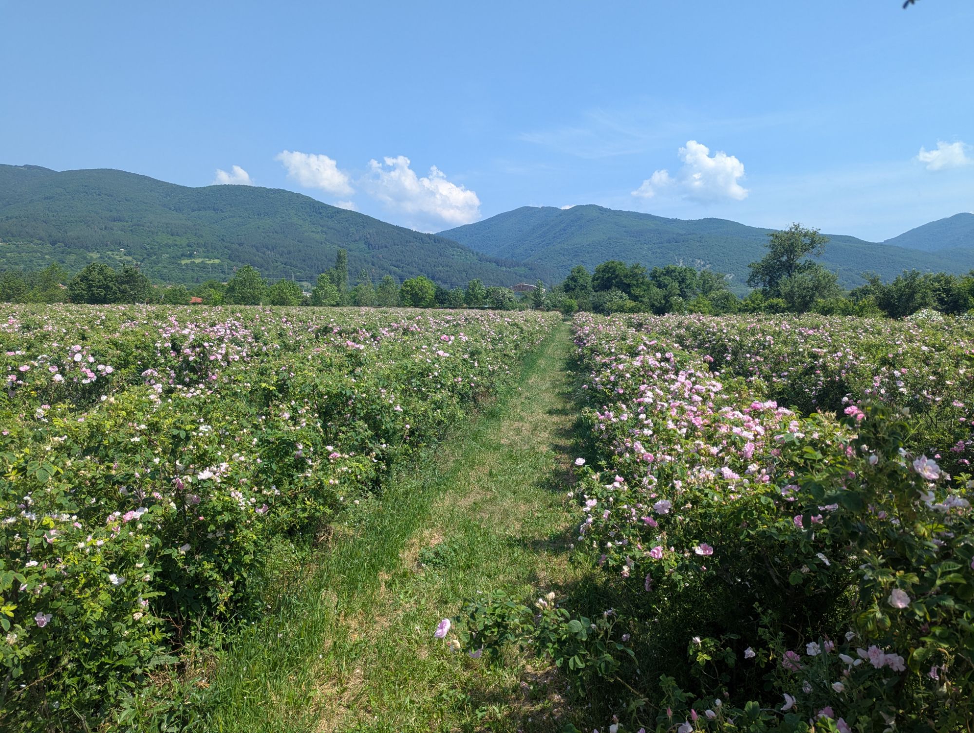 June 6, 2025: Rose Harvest