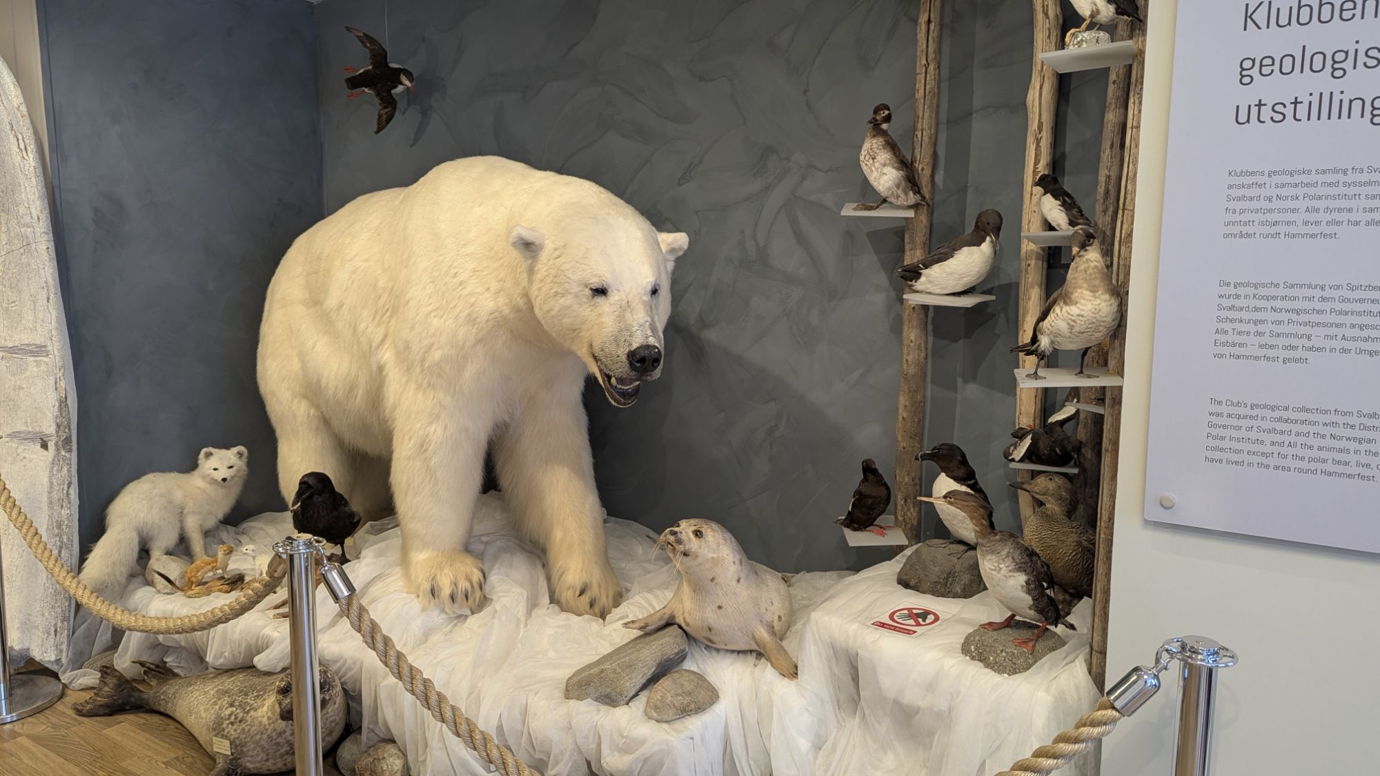 August 1, 2025: The Royal and Ancient Polar Bear Society
